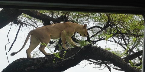 6 Days Group Mid-Range Safari from Dar Es Salaam