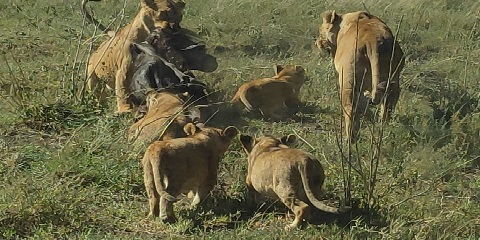4 Days Private Luxury Safari in Tanzania from Arusha