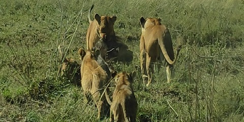 Safari milieu de gamme en groupe de 4 jours au départ de Dar Es Salaam en Tanzanie (2026 - 2027)