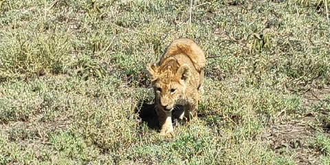 2 Days Group Luxury Safari in Tanzania from Zanzibar