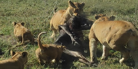 Safari en groupe de 5 jours de milieu de gamme (2 nuits au Serengeti) en Tanzanie au départ de Nairobi (2026 - 2027)