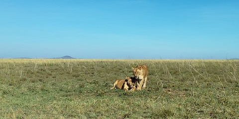11 دن عیش و آرام کی نجی تنزانیہ سفاری اور زانزیبار ساحل سمندر کی تعطیل سے اروشا (2026 - 2027)