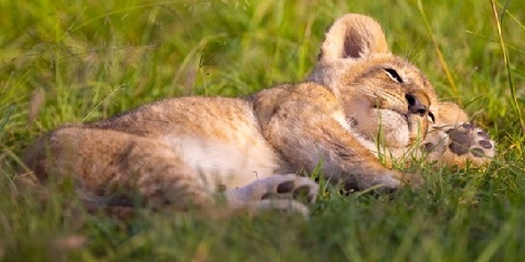 4 Days Group Budget Safari in Tanzania from Zanzibar