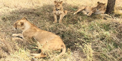 Janubiy Afrikadan Tanzaniyada 10 kunlik xususiy byudjetli Afrika safari