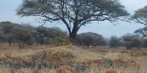 Ngorongoro Crater