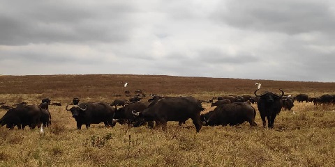 Tarangire National Park