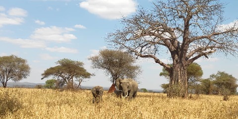 Tarangire National Park