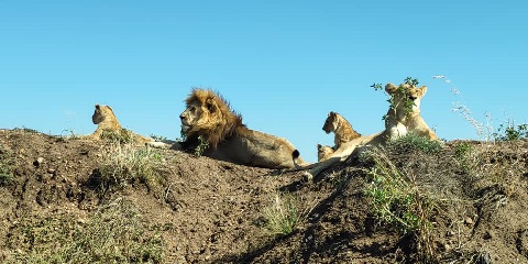 5-дневное сафари в лодже Северной Танзании (2 ночи в Серенгети) из аэропорта Килиманджаро