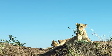 4-tägige Mittelklasse-Gruppensafari ab Arusha in Tansania (2026 - 2027)