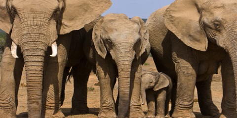 2 Days Group Luxury Safari in Tanzania from Arusha
