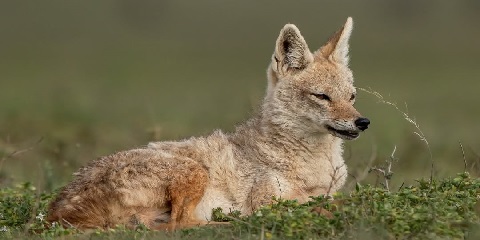 3 Days Private Luxury Safari in Tanzania from Zanzibar