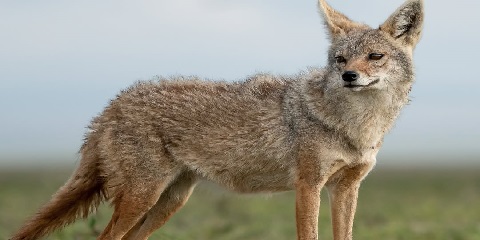 10 دن تنزانیہ نجی عیش و آرام کی سفاری ، چمپینزی ٹریک اور زانزیبار چھٹی دار ایس سلام (2026 - 2027) سے چھٹی