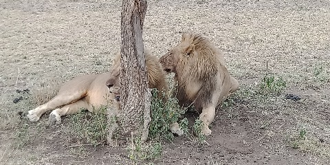Ŋkeke 3 Tanzania Ame ŋutɔ ƒe Atsyɔ̃ɖoɖo Safari (Tarangire, Ngorongoro & Lake Manyara) tso Nairobi Tanzania