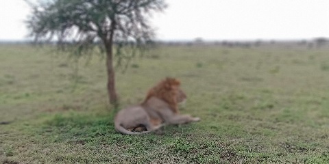 5天坦桑尼亚小屋野生动物园（塞伦盖蒂2晚）塔兰吉雷和恩戈罗恩戈罗（内罗毕出发）