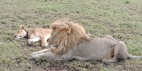 4 Days Private Luxury Safari from Dar Es Salaam