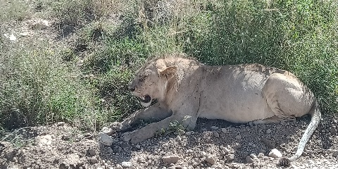 4-dniowe grupowe safari budżetowe z Karatu lub Mto Wa Mbu w Tanzanii (2026-2027)