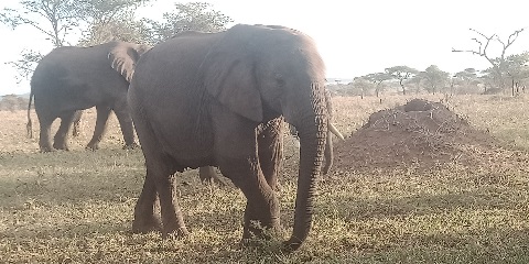 2 Days Private Budget Safari in Tanzania from Zanzibar
