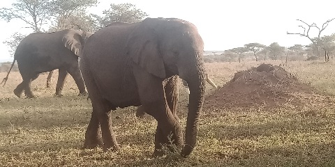 9-dniowe prywatne luksusowe safari z Arushy w Tanzanii i Zanzibarze (2026–2027)