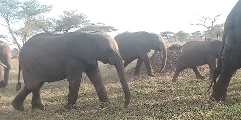 4 Days Private Budget Serengeti Safari from Mwanza