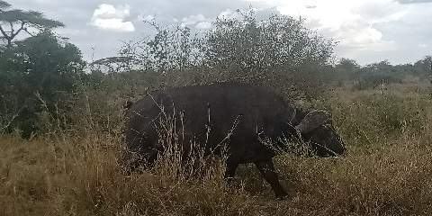 4 Days Tanzania Group Budget Safari (Tarangire, Serengeti & Ngorongoro) from Entebbe