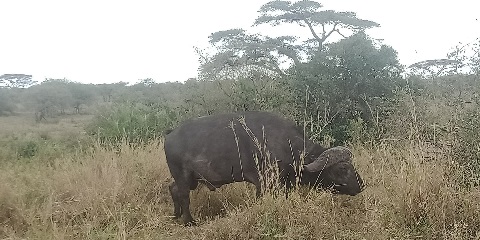 5-Day Tanzania Lodge Safari (2 Nights in Serengeti) and Ngorongoro from Moshi