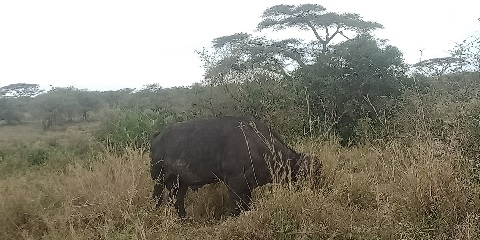Nairobi'den 11 Günlük Kenya ve Tanzanya Özel Orta Sınıf Safari (2026 - 2027)