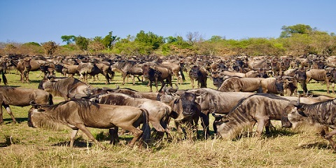 7 Days Private Ndutu Migration Safari from Dar Es Salaam