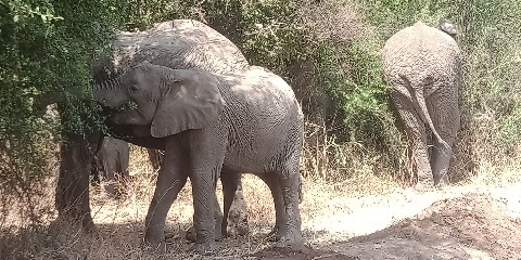 Солтүстік Танзания Сафари (Серенгетиде 2 түн) Килиманджаро әуежайынан