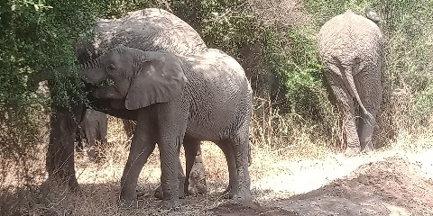 2-ڏينهن گروپ بجيٽ سفاري ڪگالي کان ترنگير ۽ نگورونگورو ڪرٽر تائين