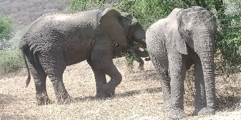 Manyara National Park