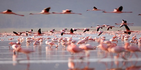 6 Days Private Luxury Tanzania Safari from Dar-Es-Salaam