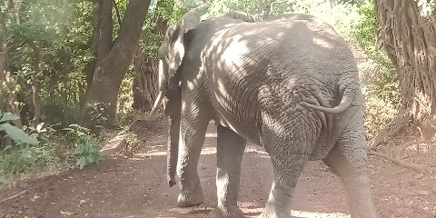 Iminsi 5-Amajyaruguru ya Tanzaniya Camping Safari Serengeti wo muri Arusha