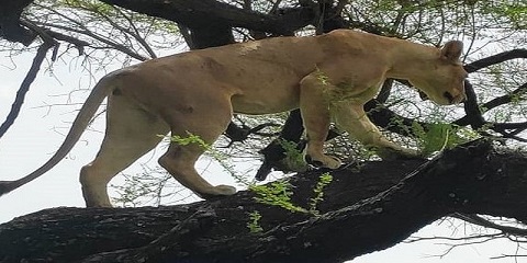 Safari de médio alcance de 16 dias na Tanzânia e férias em Zanzibar do Aeroporto Internacional de Kilimanjaro (Jro) (2026 - 2027)