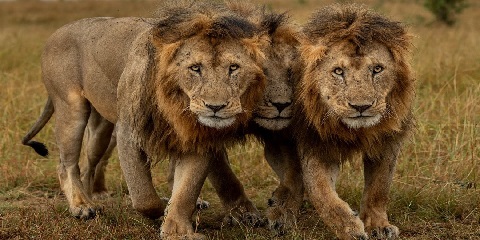 2 Days Safari in Tanzania from Arusha