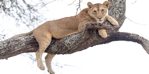 5 Days Private Mid-Range Safari from Dar Es Salaam