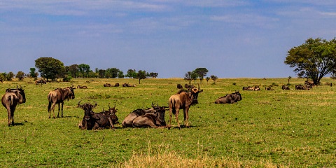 4 Days Group Mid-Range to Serengeti & Ngorongoro Crater from Arusha