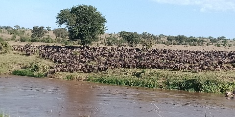 7 Days Private Ndutu Migration Safari from Zanzibar