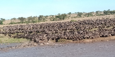 5 Days Private Luxury Tanzania Safari from Dar-Es-Salaam