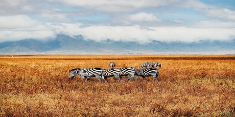 2 Days Group Mid-Range Serengeti Safari from Mwanza