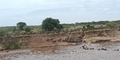 8 Days Private Mid-Range Wildebeest Migrations from Moshi
