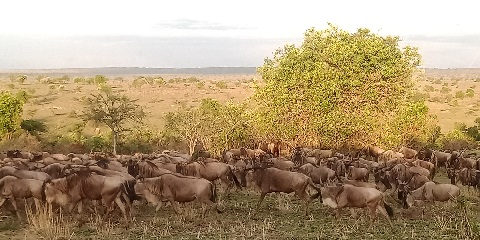 5 Days Private Mid-Range Ndutu Migration from Moshi