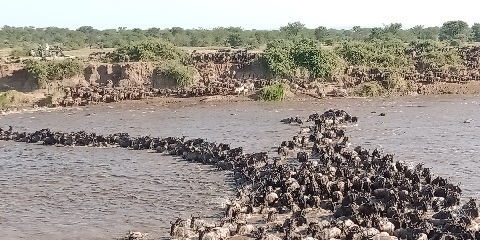 7 Days Private Budget Tanzania Safari from Dar-Es-Salaam