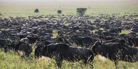 3 Days Group Mid-Range Safari in Tanzania from Zanzibar