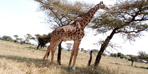 Safari privato di 1 giorno al Parco Nazionale di Arusha da Moshi