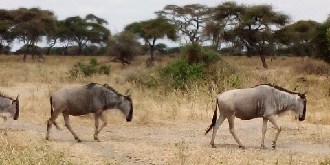 5-dagen Noard Tanzania Camping Safari (2 nachten yn Serengeti) út Moshi