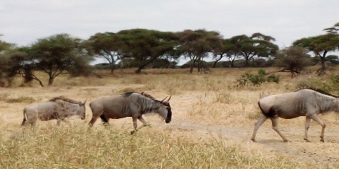 Kasafin Kudi na Rana 3 Safari daga Kigali zuwa Serengeti National Park & ​​Ngorongoro Crater
