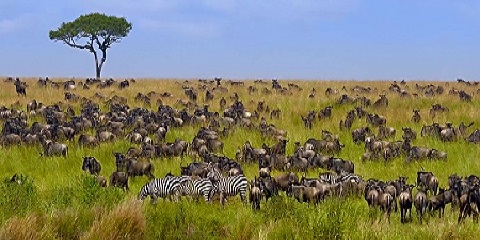 6 Days Group Budget Safari in Tanzania from Zanzibar