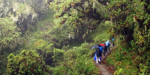 1 Aso Arusha National Park Safari (Game Drive & Walking Safari)