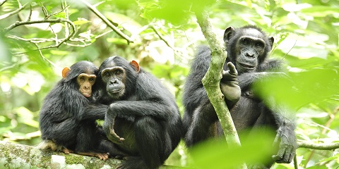 12 Days Ultimate Tanzania Adventure Safari