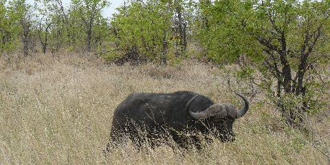 15 Days Private Luxury Safari, Kilimanjaro Climbing from Moshi and Gorilla Trek Across Uganda and Tanzania